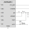 ZSPM4551 - Application Circuit